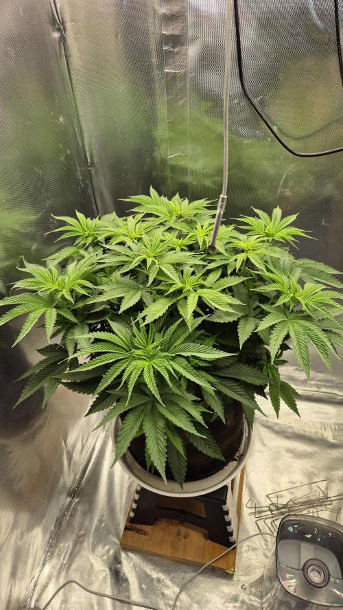 Melonenbogen!. Week 7 - Tag 47
Blütetag 3