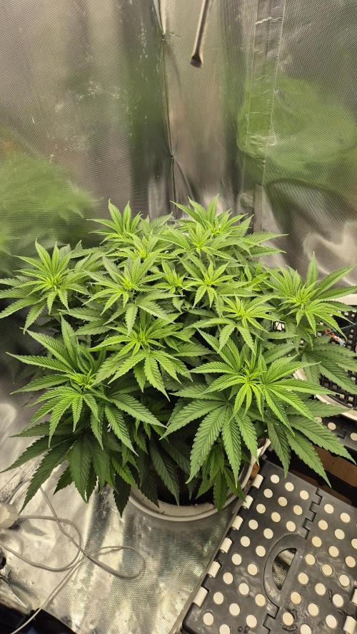 Melonenbogen!. Week 7 - Tag 49
Blütetag 5