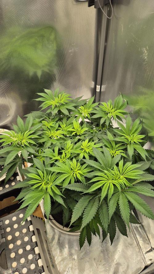 Schokolade. Week 6 - Tag 49
Blütetag 5