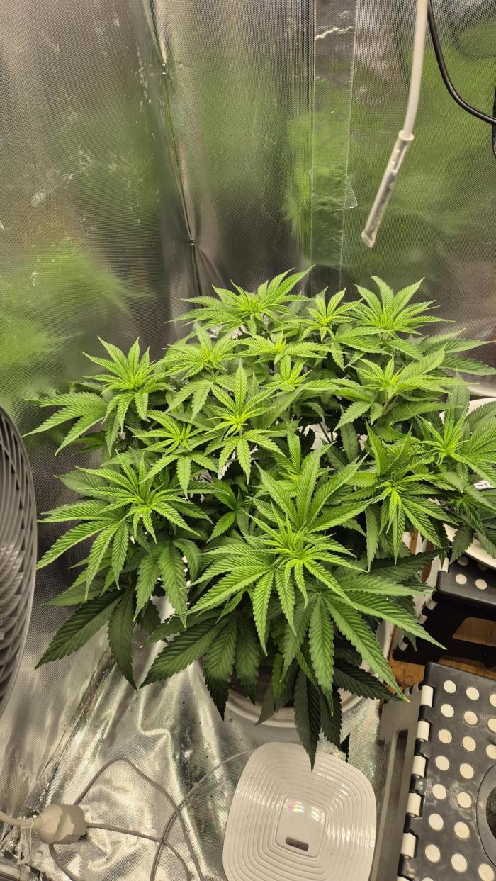 Melonenbogen!. Week 8 - Tag 50