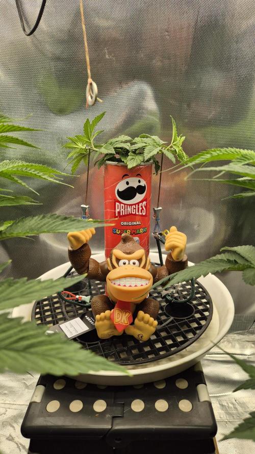 Gorillamelon (Pringles-Cup). Week 4 - Tag 28