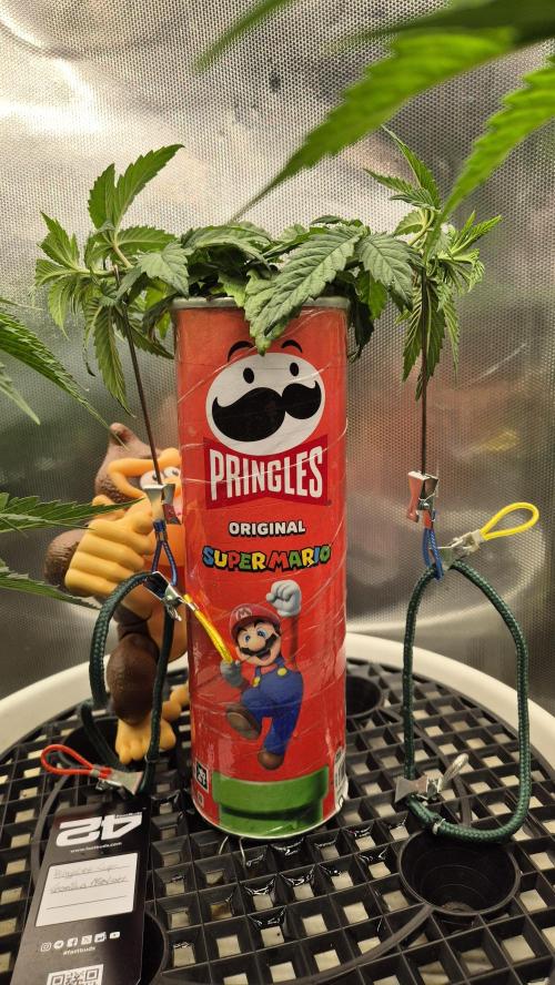 Gorillamelon (Pringles-Cup). Week 5 - Tag 29
 Blütetag 3