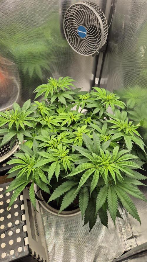 Schokolade. Week 7 - Tag 51
Blütetag 7