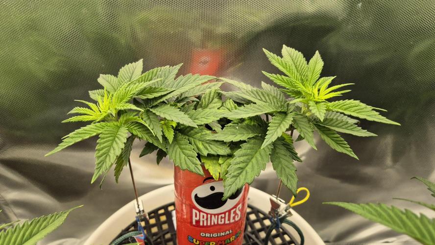 Gorillamelon (Pringles-Cup). Week 5 - Tag 31
Blütetag 5