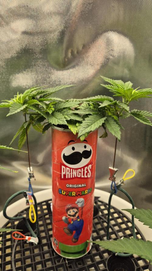 Gorillamelon (Pringles-Cup). Week 5 - Tag 31
Blütetag 5