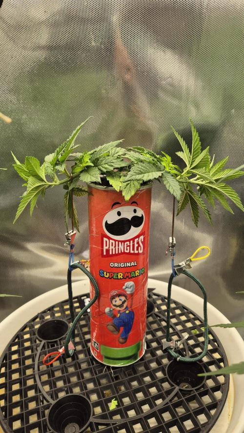 Gorillamelon (Pringles-Cup). Week 5 - Tag 31
Blütetag 5