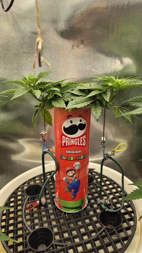 Gorillamelon (Pringles-Cup). Week 5 - Tag 33
Blütetag 7