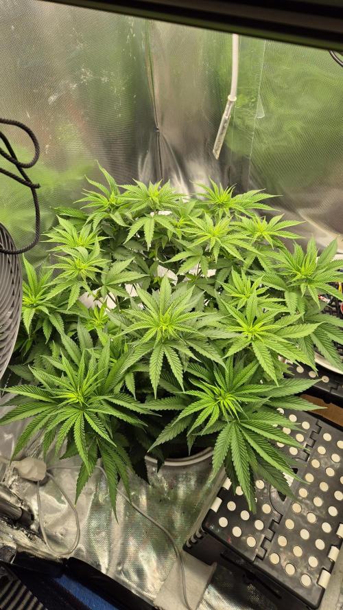 Melonenbogen!. Week 8 - Tag 52
Blütetag 8