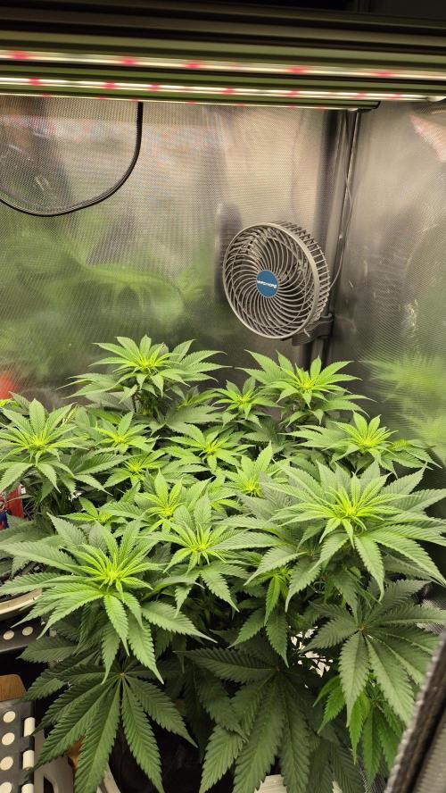 Schokolade. Week 7 - Tag 55
Blütetag 11