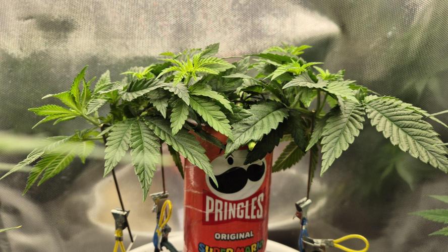 Gorillamelon (Pringles-Cup). Week 5 - Tag 35
Blütetag 9