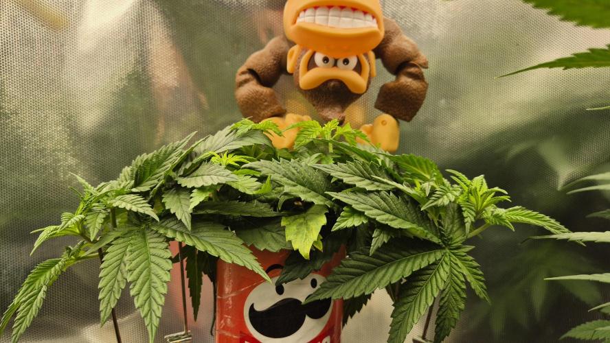 Gorillamelon (Pringles-Cup). Week 5 - Tag 34
Blütetag 8