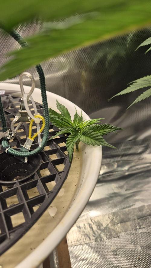 Gorillamelon (Pringles-Cup). Week 5 - Tag 34
Blütetag 8