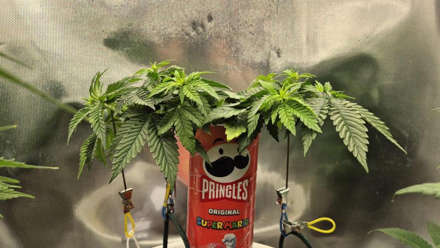 Gorillamelon (Pringles-Cup). Week 6 - Tag 36
Blütetag 10