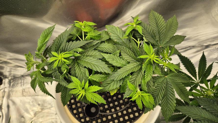 Gorillamelon (Pringles-Cup). Week 6 - Tag 36
Blütetag 10