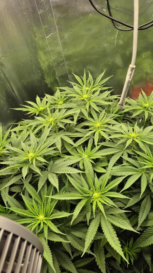 Melonenbogen!. Week 9 - Tag 59
Blütetag 15