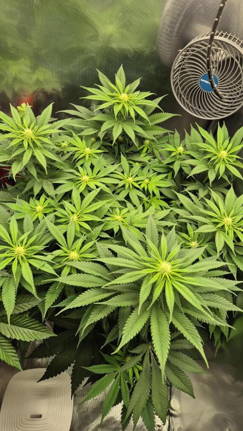 Schokolade. Week 8 - Tag 59