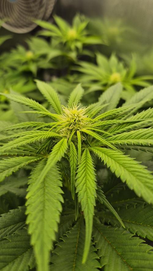 Schokolade. Week 8 - Tag 58