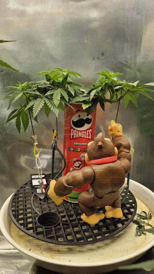 Gorillamelon (Pringles-Cup). Week 6 - Tag 38
Blütetag 12