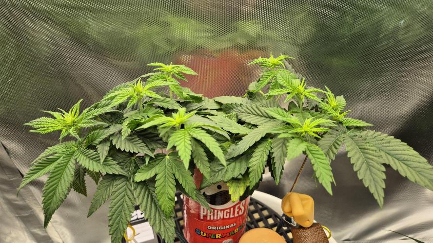 Gorillamelon (Pringles-Cup). Week 6 - Tag 38
Blütetag 12