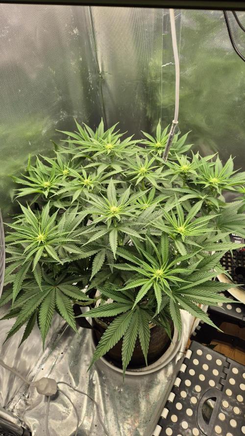 Melonenbogen!. Week 9 - Tag 60
Blütetag 16