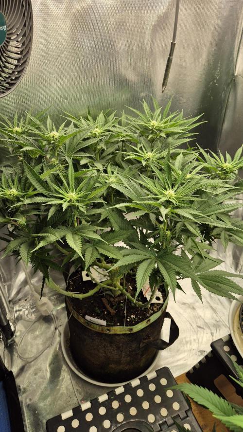 Melonenbogen!. Week 9 - Tag 61
Blütetag 17