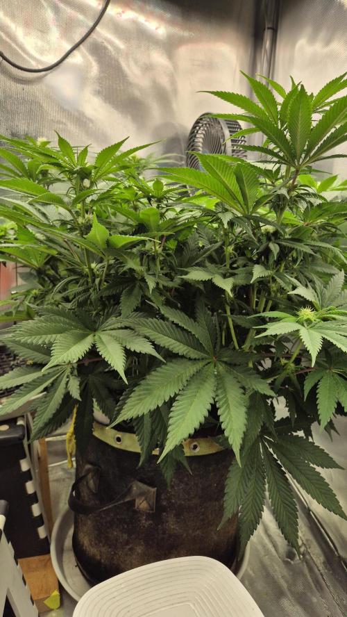 Schokolade. Week 8 - Tag 60
Blütetag 16