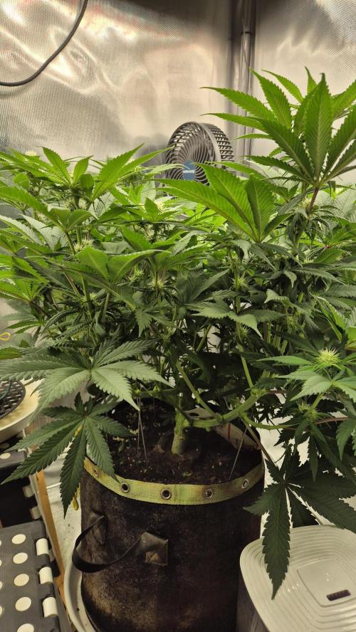 Schokolade. Week 8 - Tag 61 
Blütetag 17