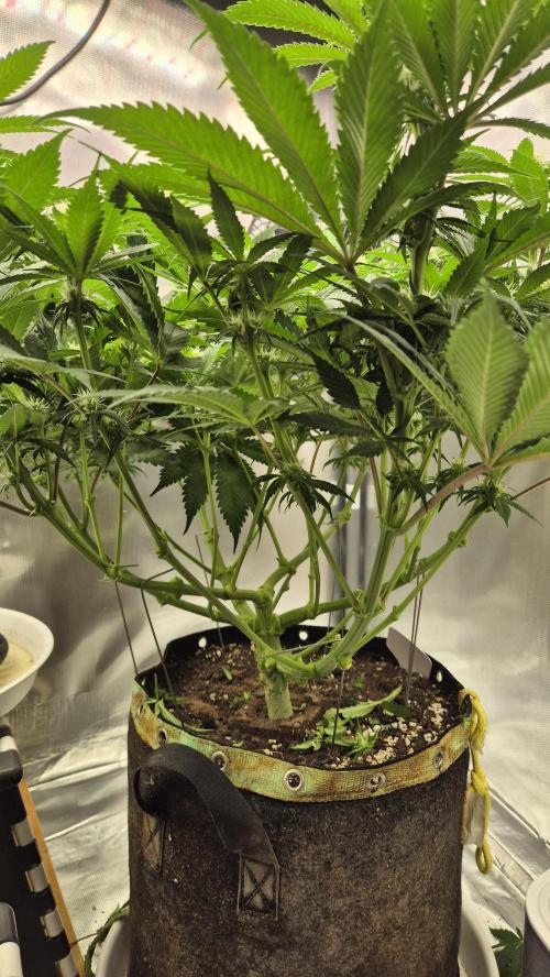 Schokolade. Week 8 - Tag 61 
Blütetag 17