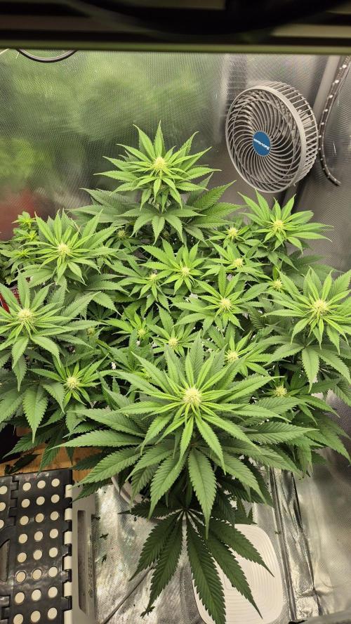 Schokolade. Week 8 - Tag 61 Blütetag 17