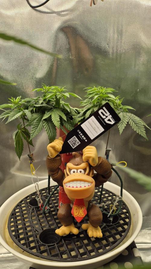 Gorillamelon (Pringles-Cup). Week 6 - Tag 39
Blütetag 13