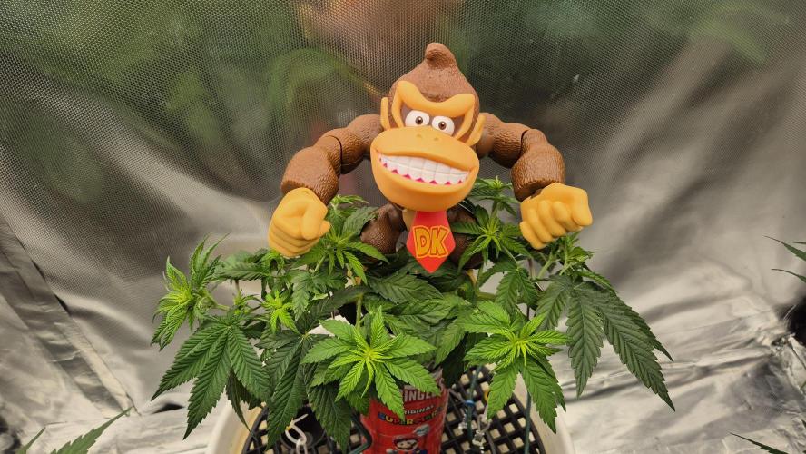 Gorillamelon (Pringles-Cup). Week 6 - Tag 39
Blütetag 14