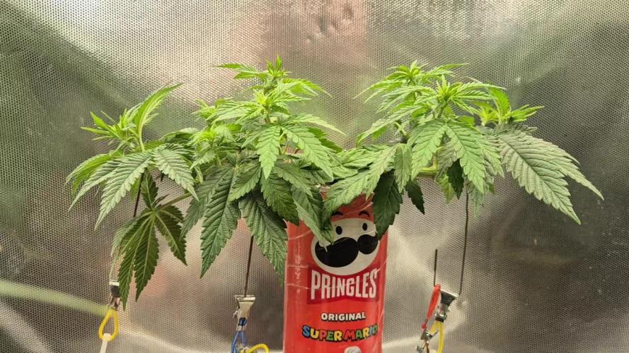 Gorillamelon (Pringles-Cup)