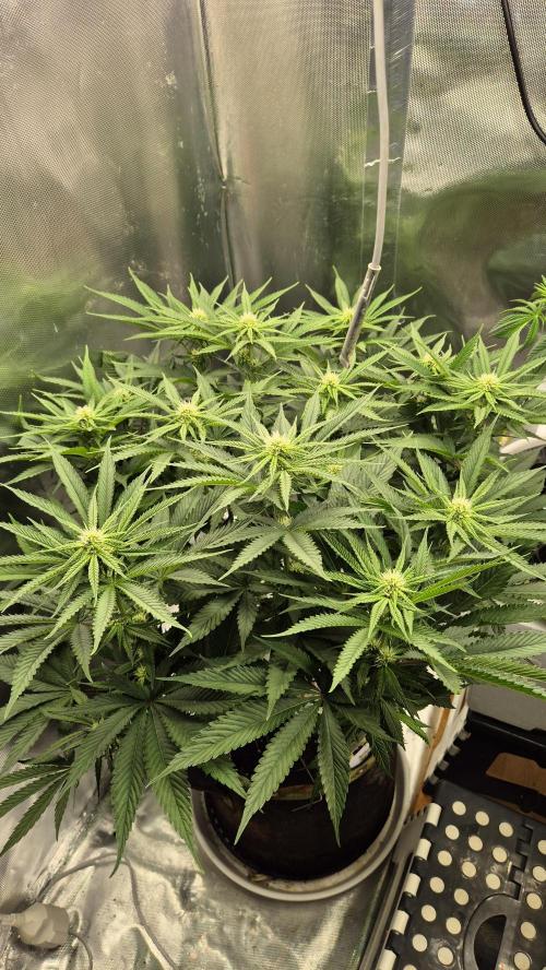 Melonenbogen!. Week 9 - Tag 63
Blütetag 19