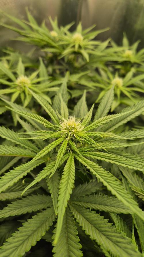 Melonenbogen!. Week 9 - Tag 63
Blütetag 19