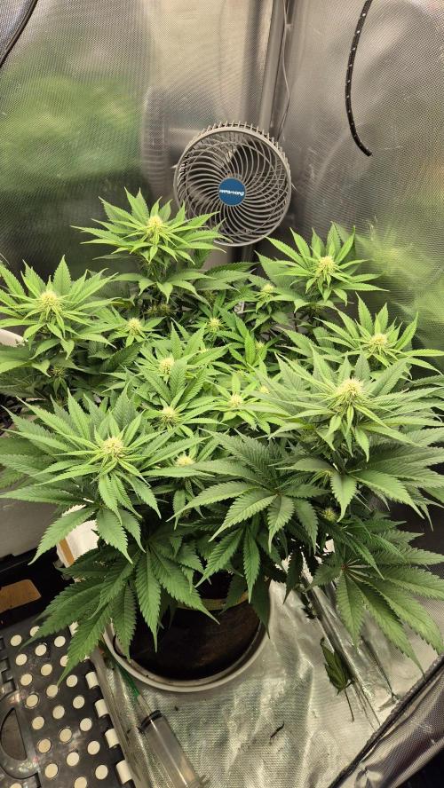 Schokolade. Week 8 - Tag 63
Blütetag 19