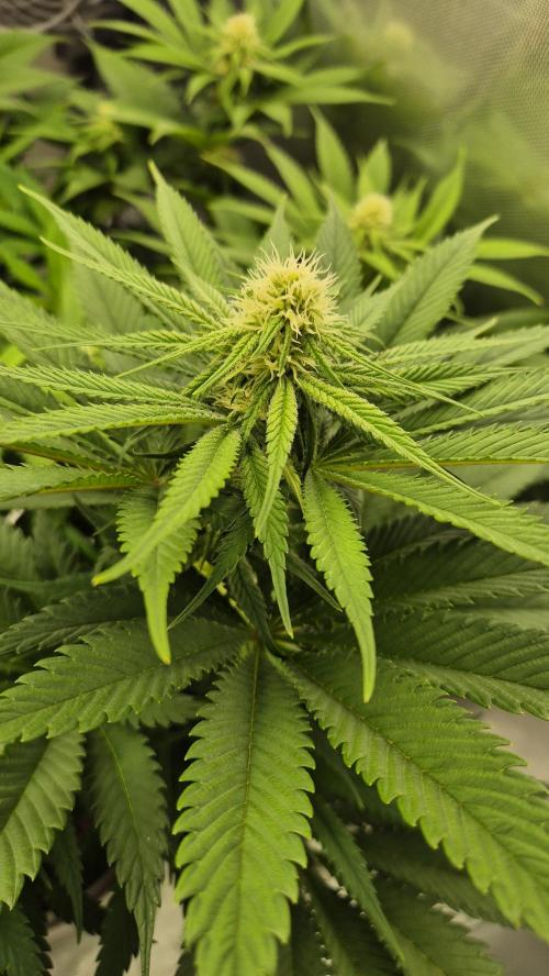 Schokolade. Week 8 - Tag 63
Blütetag 19