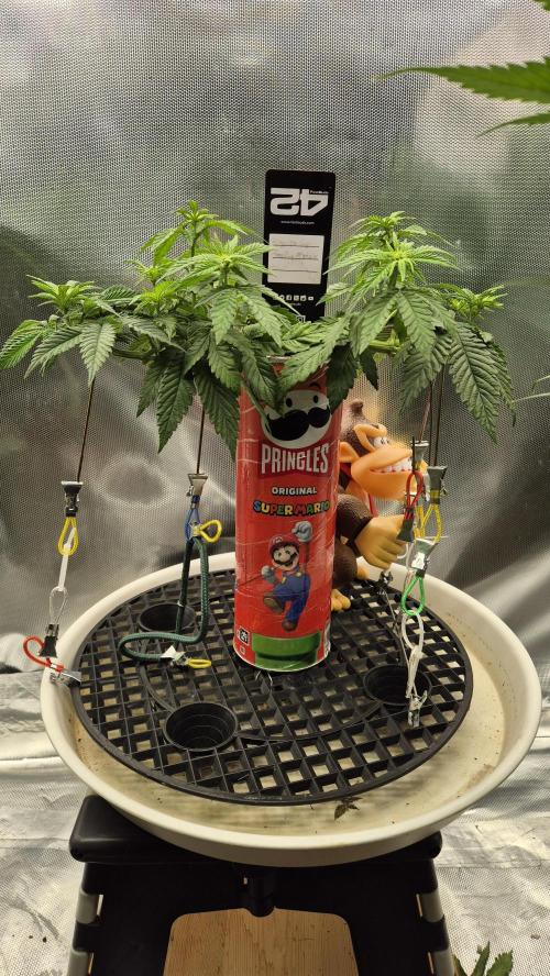 Gorillamelon (Pringles-Cup). Week 6 - Tag 41
Blütetag 16