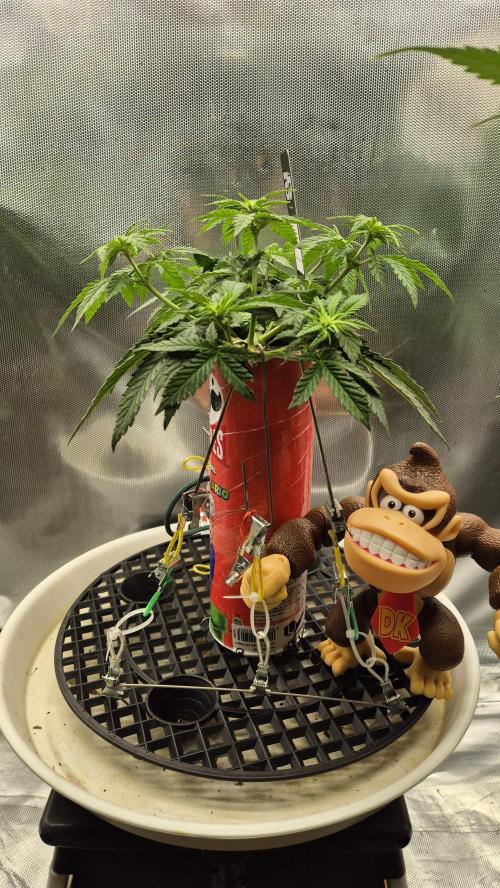 Gorillamelon (Pringles-Cup). Week 6 - Tag 41
Blütetag 16