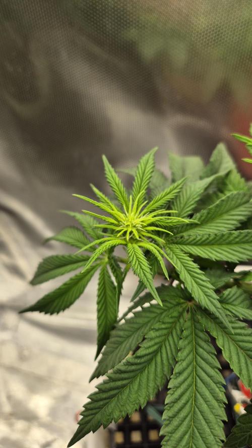 Gorillamelon (Pringles-Cup). Week 6 - Tag 41
Blütetag 16