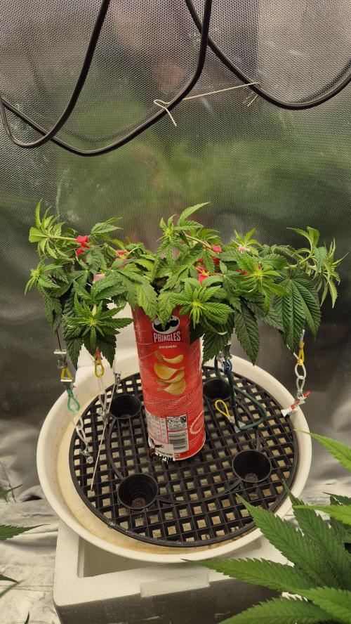 Gorillamelon (Pringles-Cup). Week 6 - Tag 42
Blütetag 17