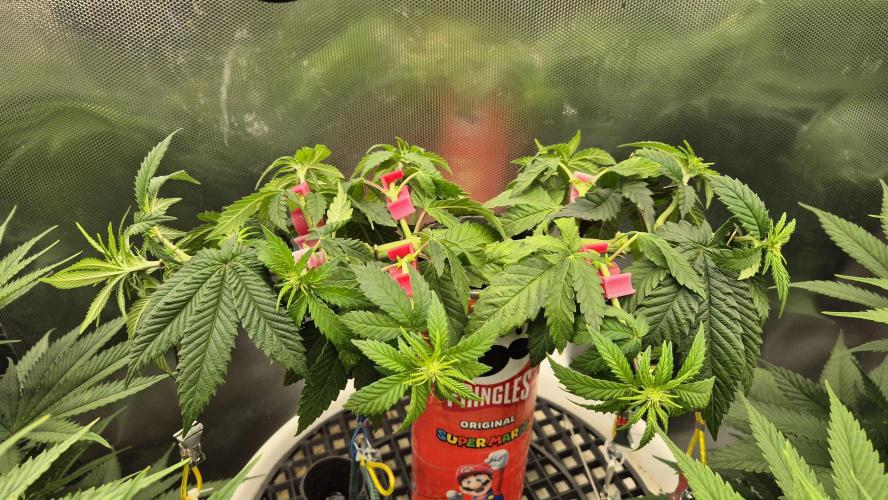 Gorillamelon (Pringles-Cup). Week 6 - Tag 42
Blütetag 17