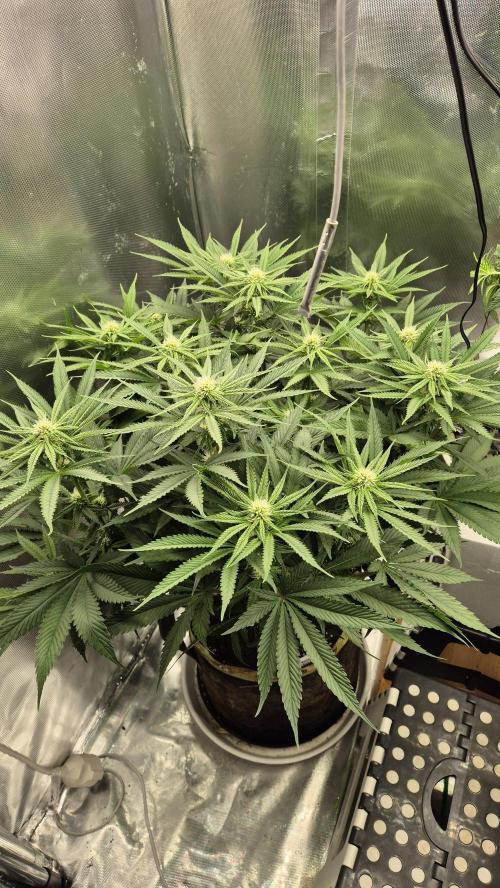 Melonenbogen!. Week 10 - Tag 64
Blütetag 21