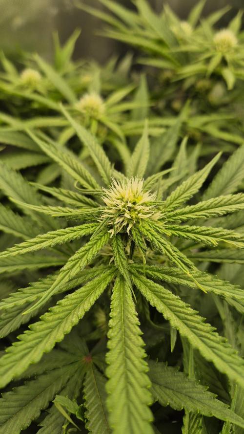 Melonenbogen!. Week 10 - Tag 64
Blütetag 21