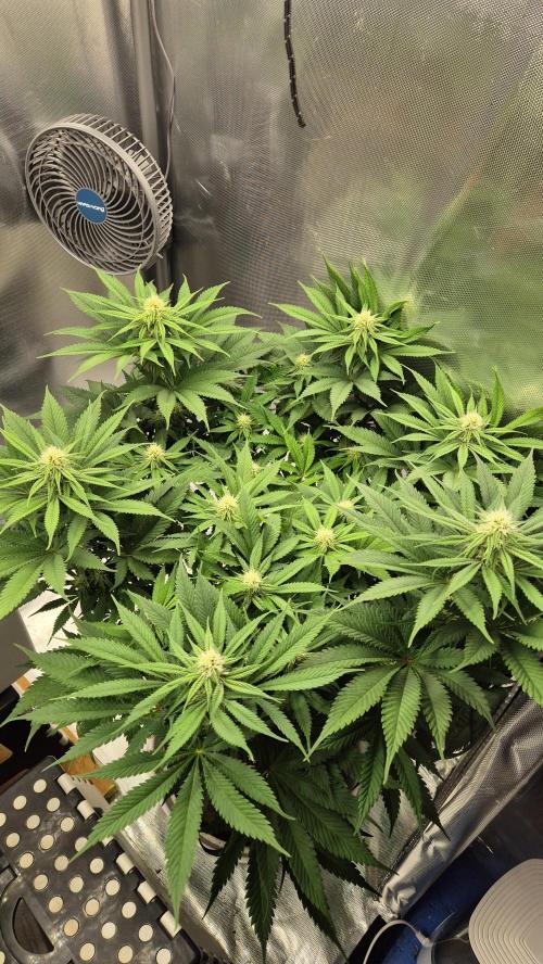 Schokolade. Week 9 - Tag 64
Blütetag 21