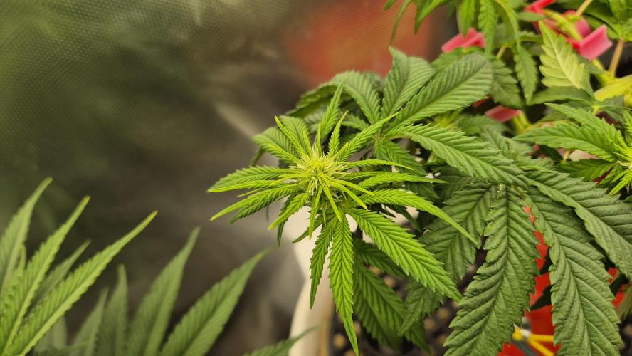 Gorillamelon (Pringles-Cup). Week 7 - Tag 43
Blütetag 17