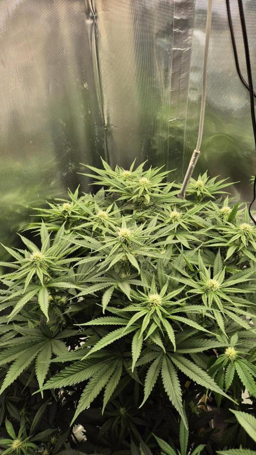 Melonenbogen!. Week 10 - Tag 65
Blütetag 22