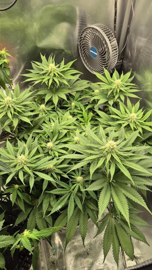 Schokolade. Week 9 - Tag 65
Blütetag 22