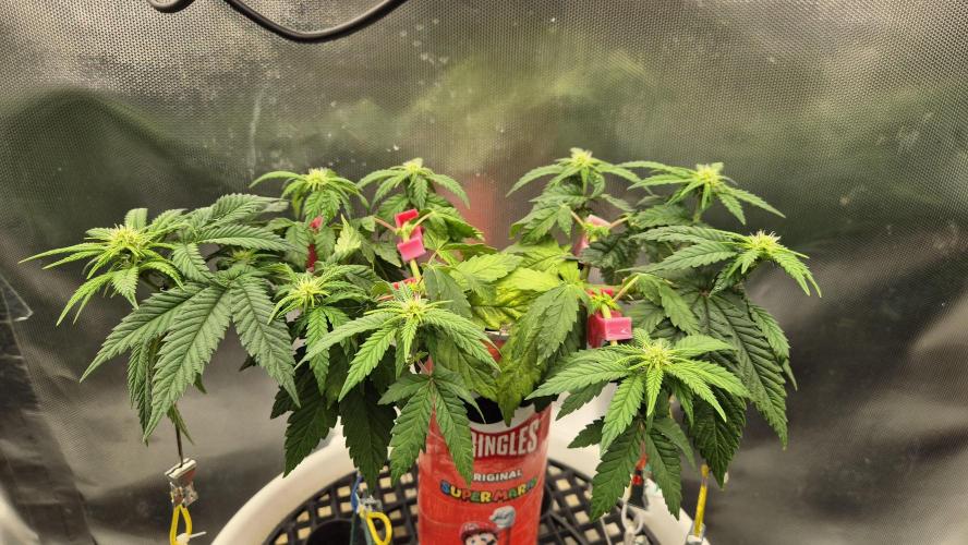 Gorillamelon (Pringles-Cup). Week 7 - Tag 44
Blütetag 18