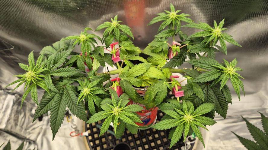 Gorillamelon (Pringles-Cup). Week 7 - Tag 44
Blütetag 18