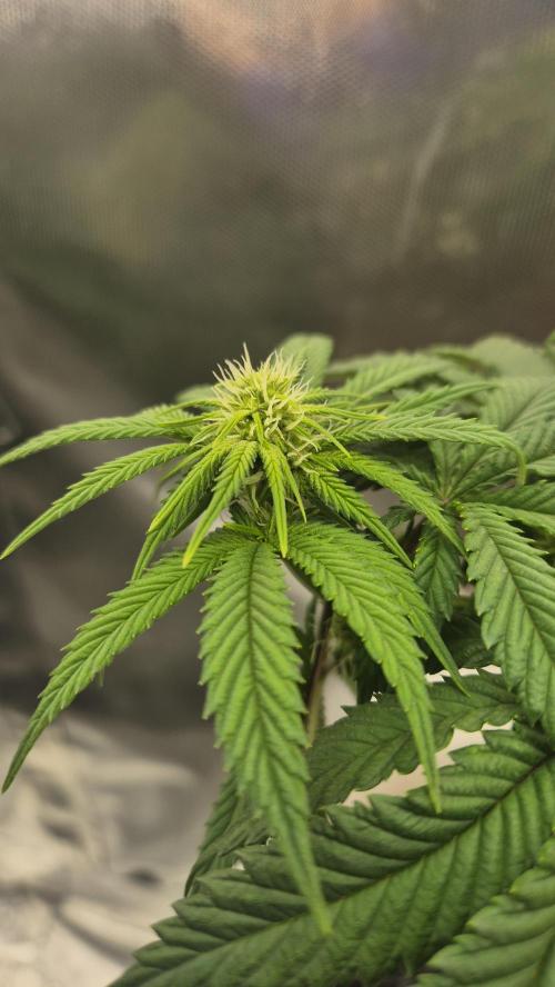 Gorillamelon (Pringles-Cup). Week 7 - Tag 45
Blütetag 19